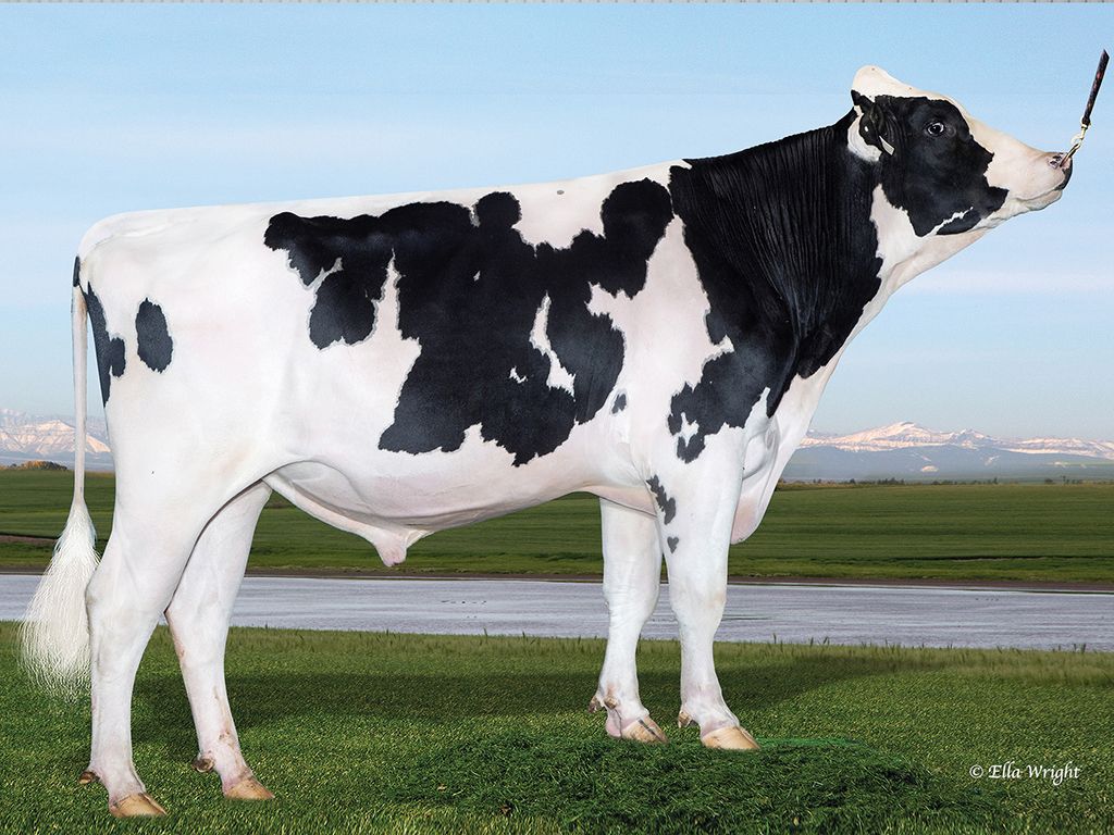 Demand for dairy semen remains strong in Northern Ireland