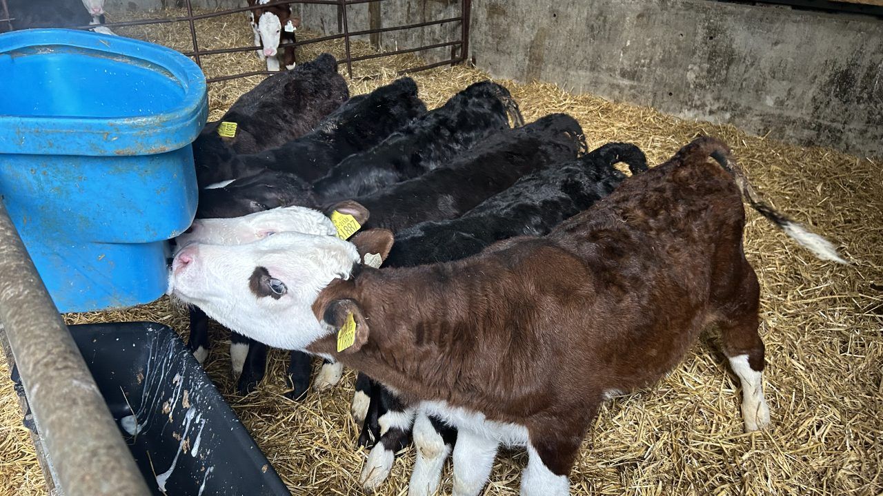 Over 144,000 beef-sired calves exported this year