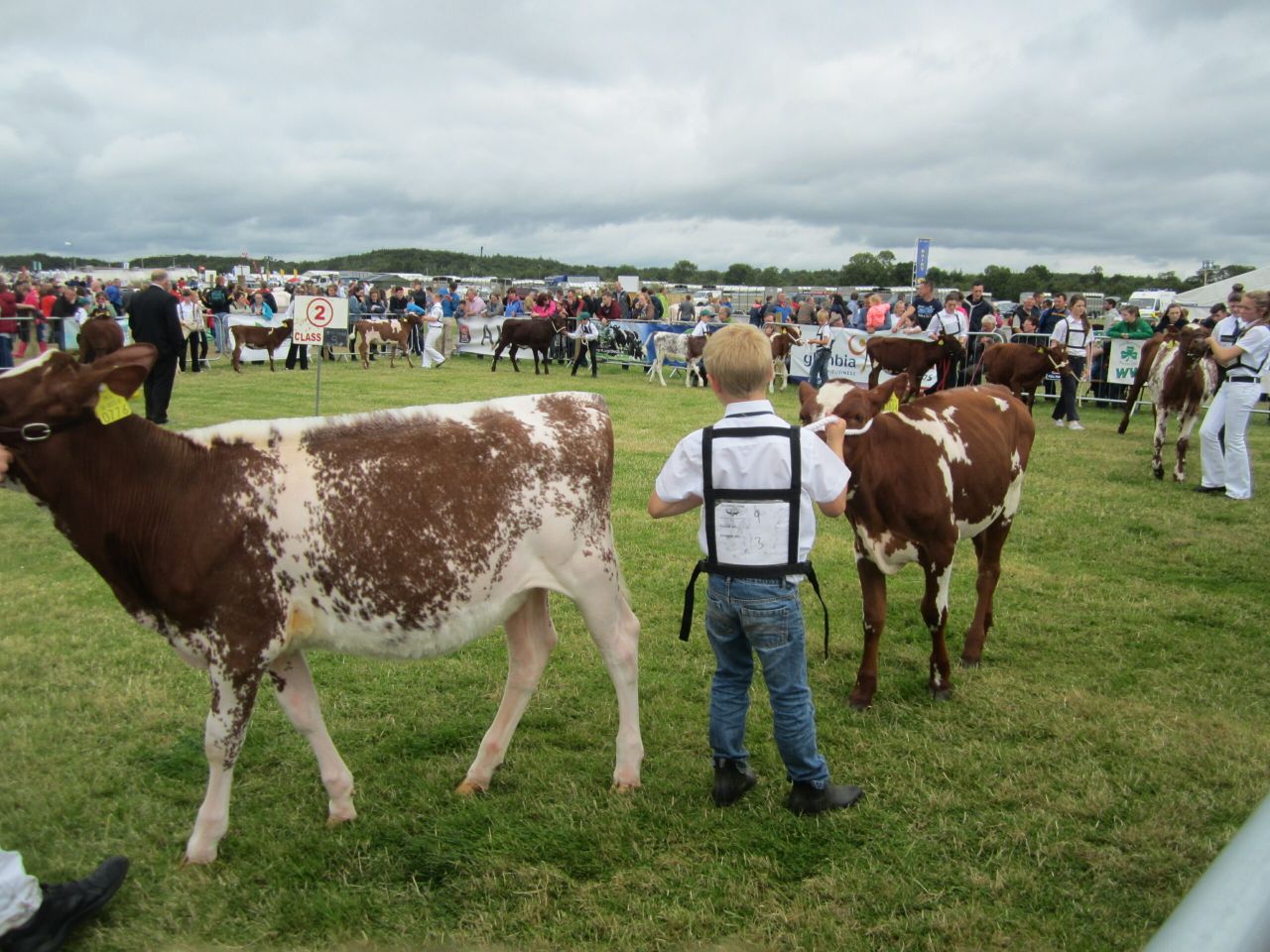 Tullamore Show results: Stockperson, Piemontese, Aubrac, Angus
