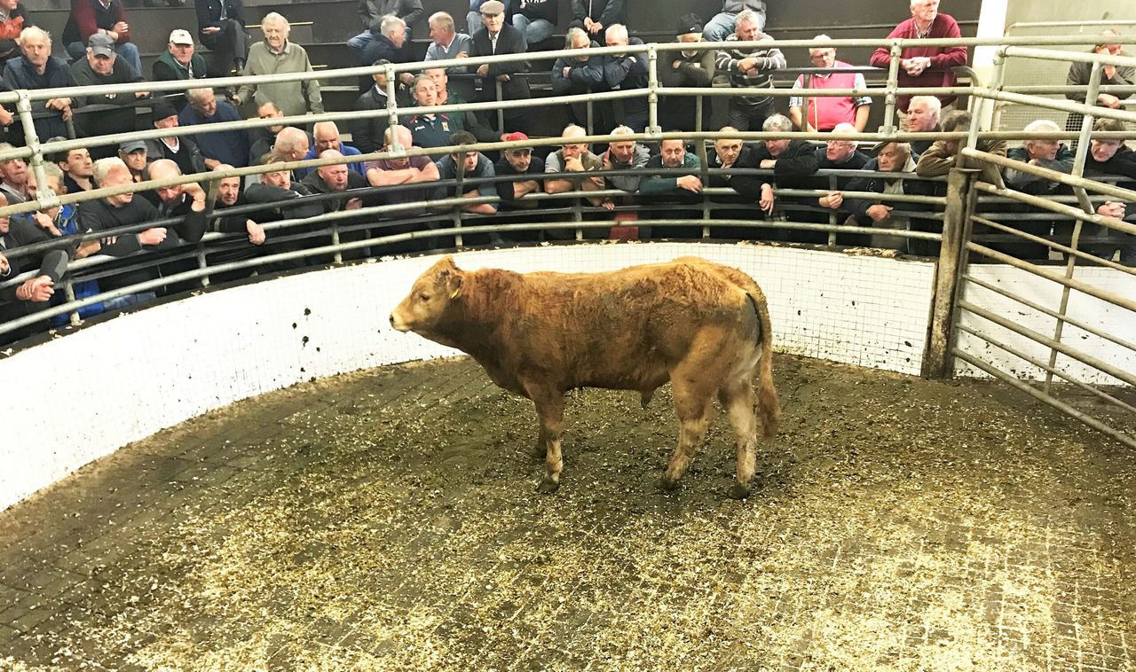 Cattle marts: Drought conditions still affecting mart trading