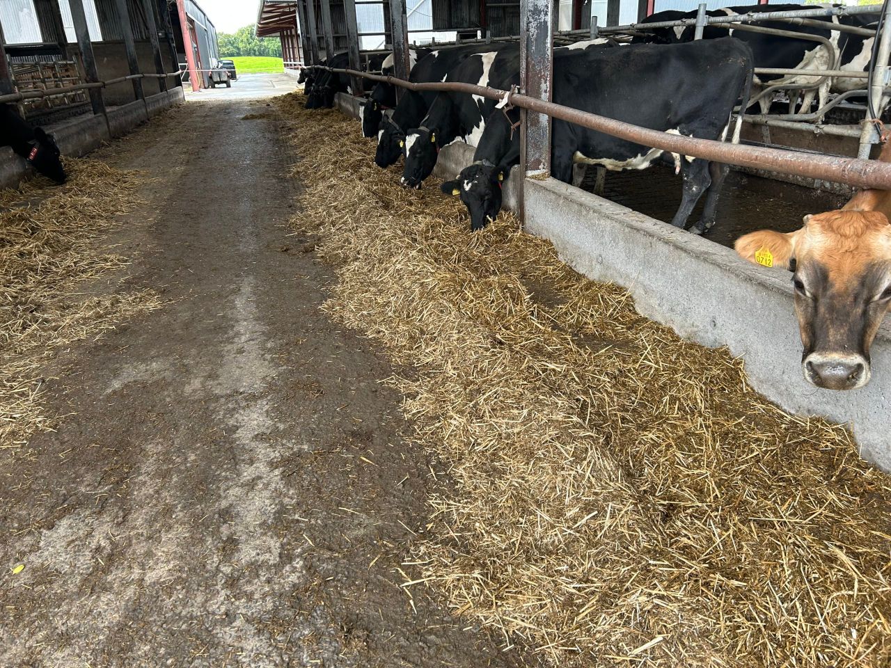 Cellcheck: Using SDCT on 230-cow dairy farm