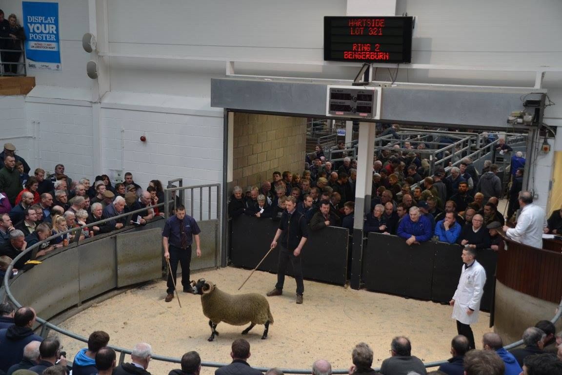 Video: Blackface ram lamb sells for over €95,000 at Scottish sale