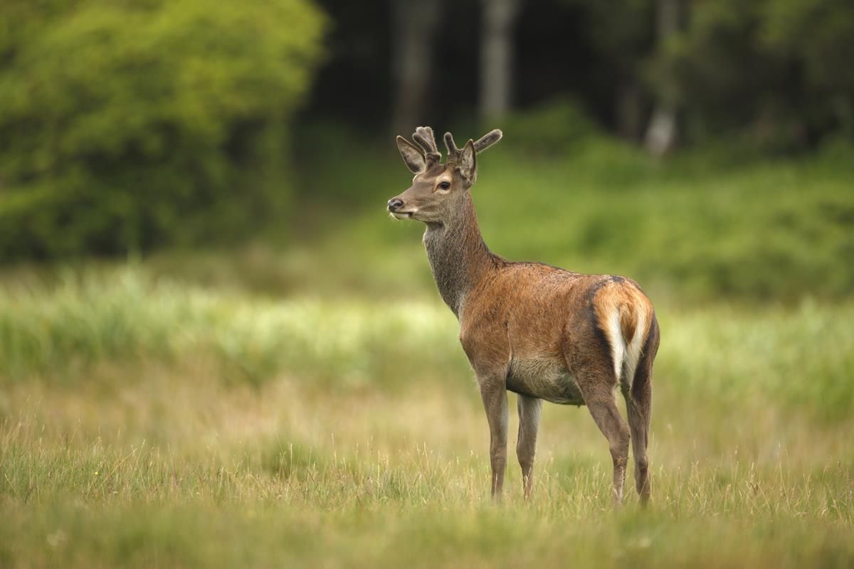 Department's pilot deer fencing project aimed at reducing TB 'a good start'