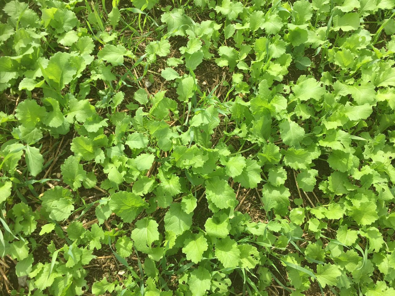 IFA calls for fodder-crop incentive scheme for tillage farmers