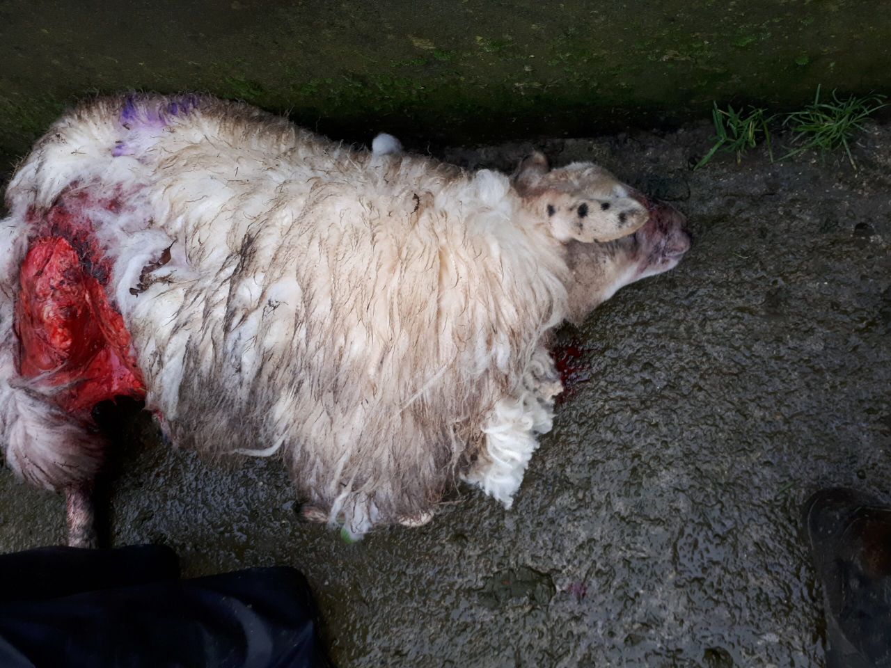 Video: Clonmel dogs mauling sheep being 'hushed on by individuals'