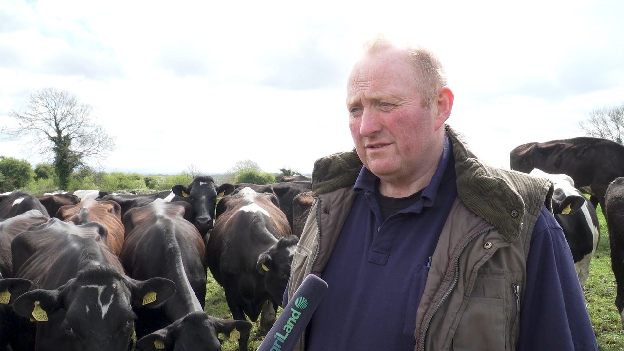 Breeding 2019: Choosing bulls from the Dairy Beef Index in Co. Offaly
