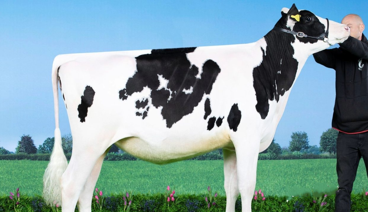 NI farm pays £10,000 at Global Connection Sale