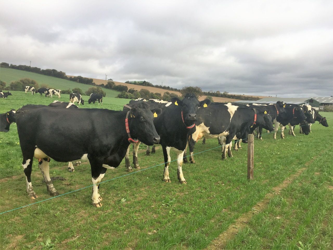 'If it wasn't for the robots, I wouldn't have the cows'