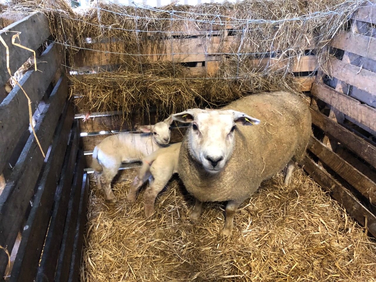 How to manage your ewes and lambs during difficult weather conditions