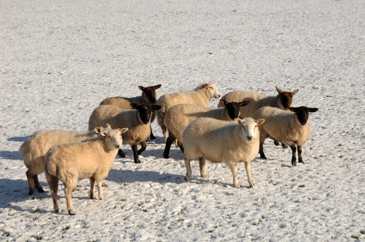 AFBI warns farmers of the risks posed by certain ornamental plants to sheep