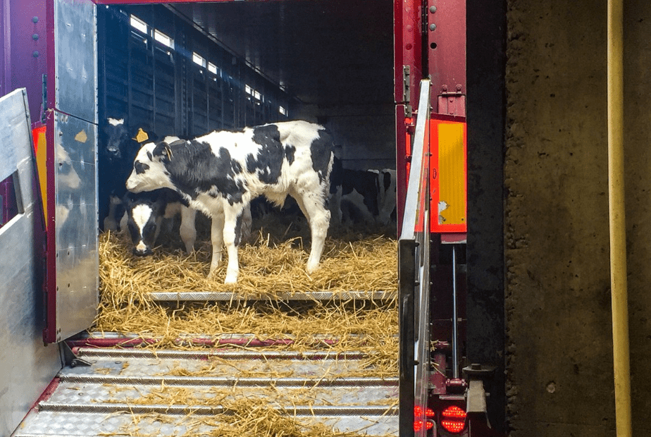 Calf exports increase by over 34,000 head on 2017 levels