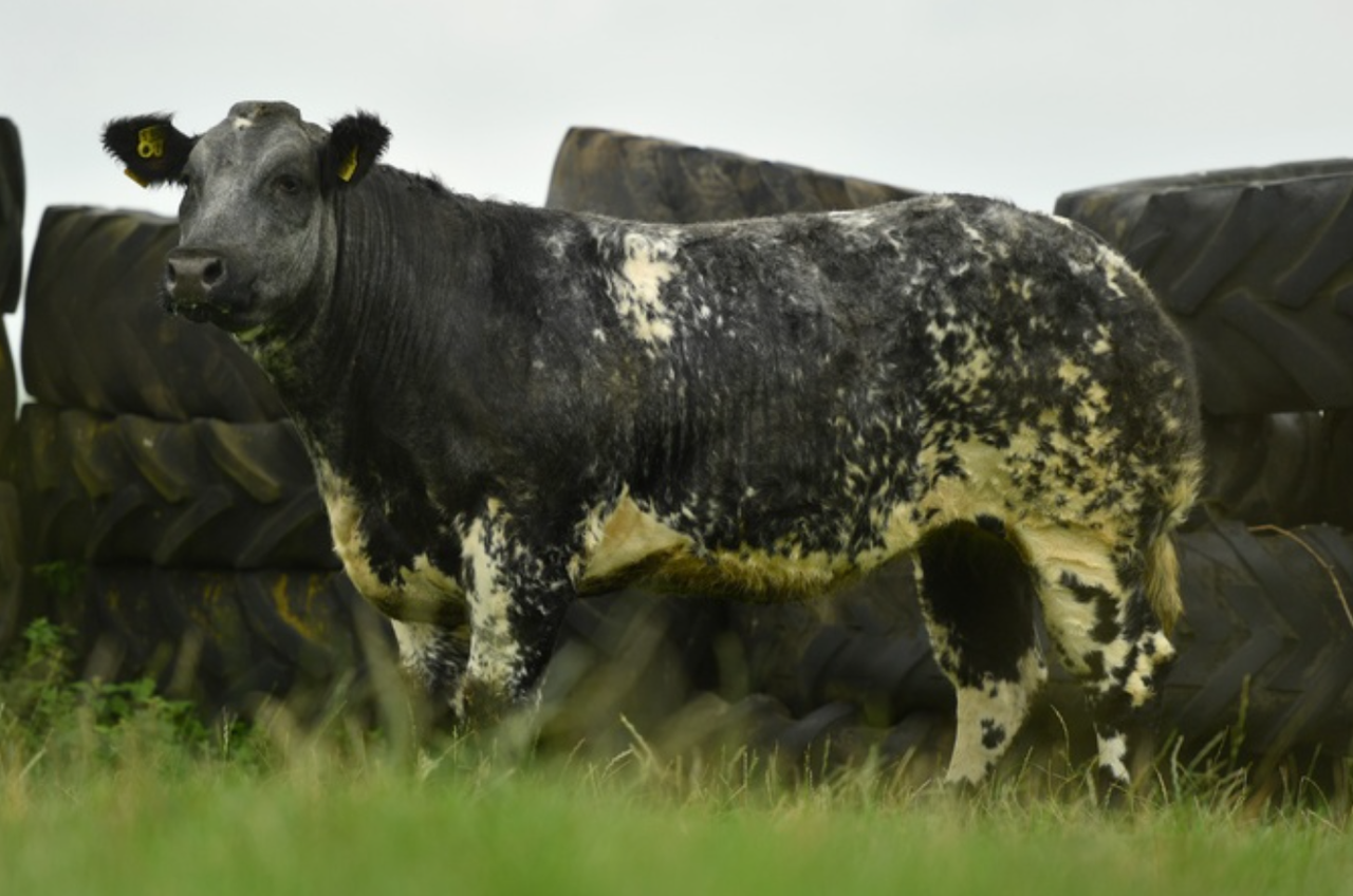 Jalex timed auction sees top price of £6,100 for blue heifer