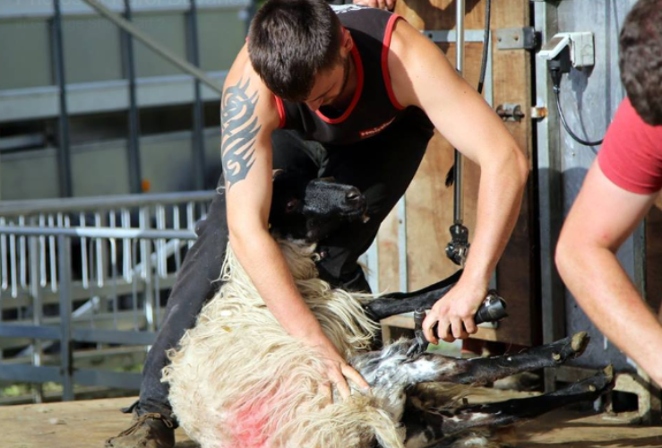 'It's business as usual for us' - sheep shearer Karol Devaney