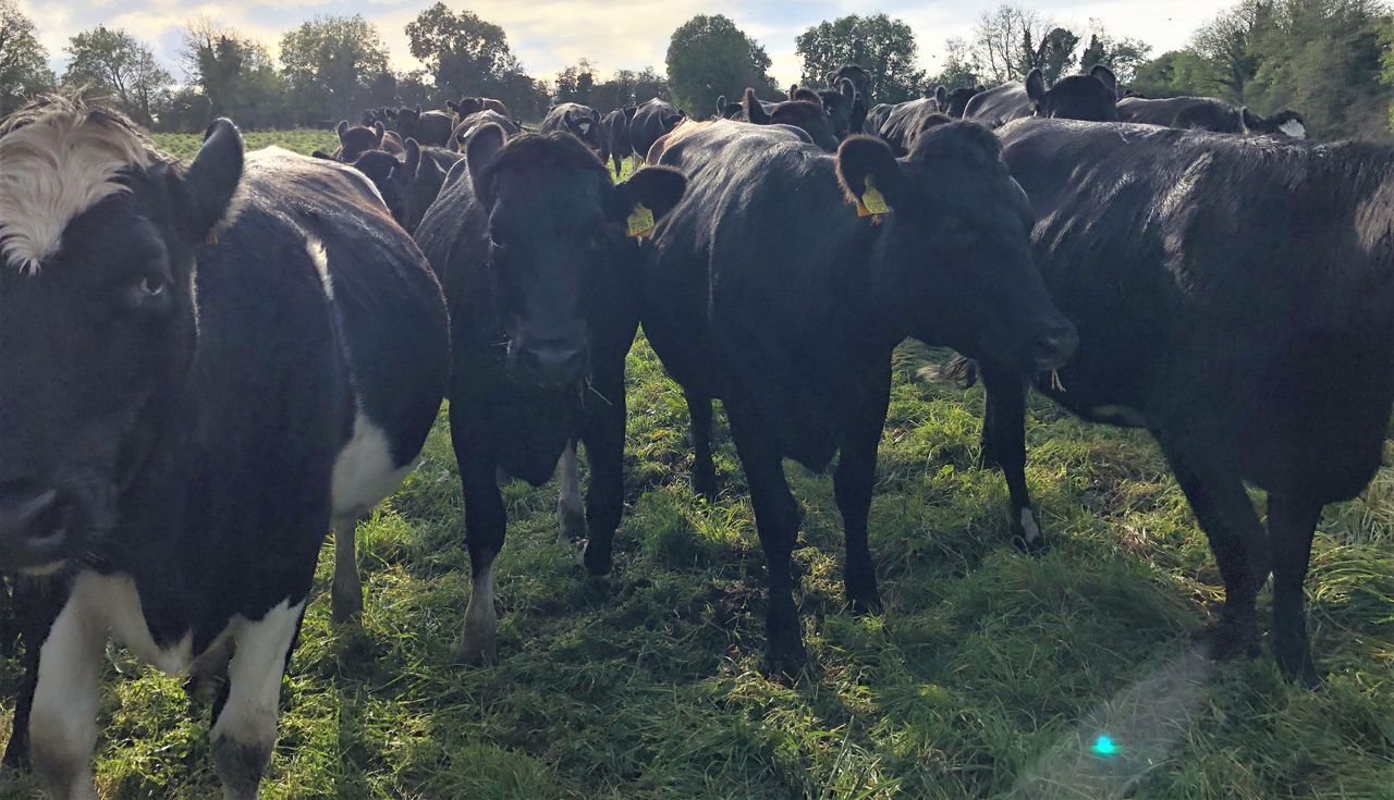 Dairy advice: Replacement heifers; spring preparations; feed and soil analysis