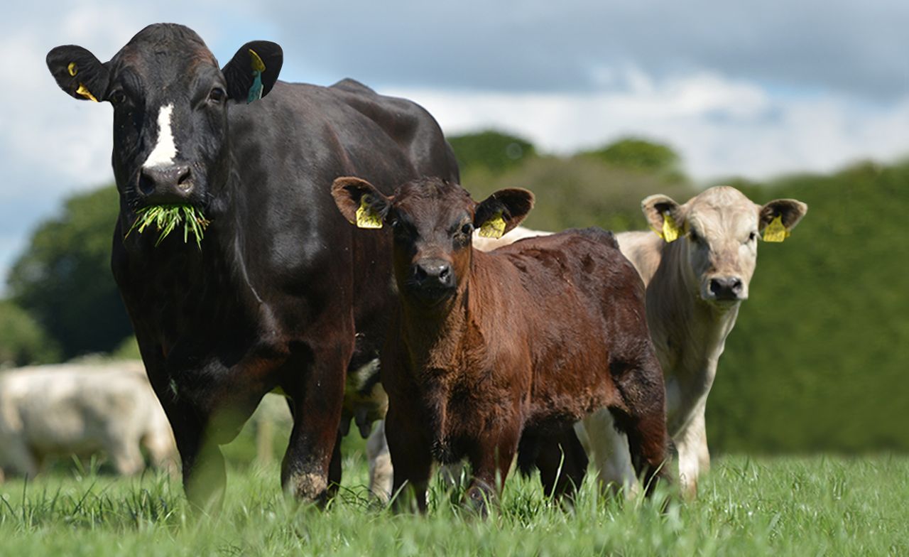 ‘Virtual Beef Week’ to focus on different production systems in Ireland ...