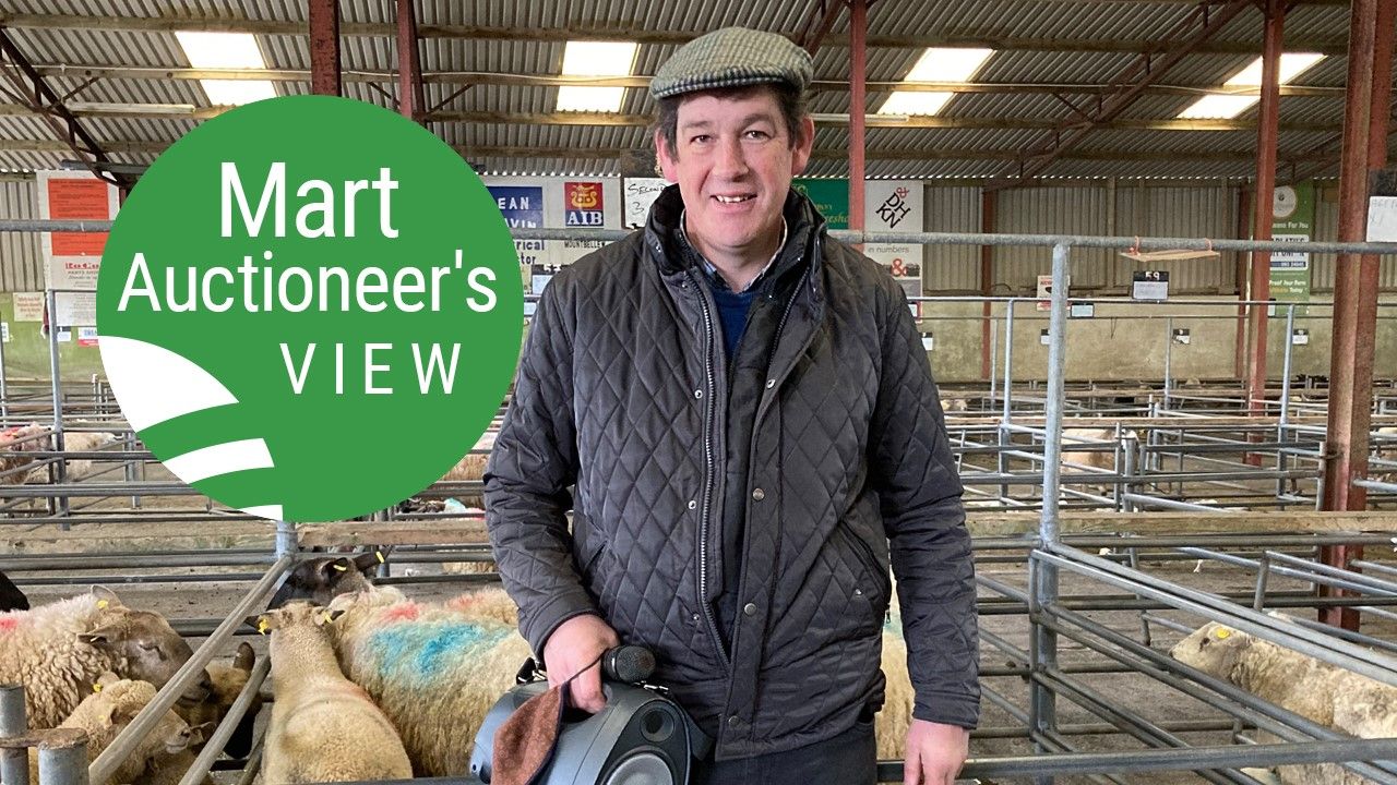 'Heavy lambs back by up to €10/head at Ballinasloe Mart'