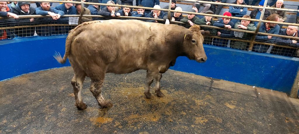 This 2008 born Blonde d'Aquitaine-cross cow weighing 850kg sold for €2,550 or €3/kg. Image source: Central Auctions