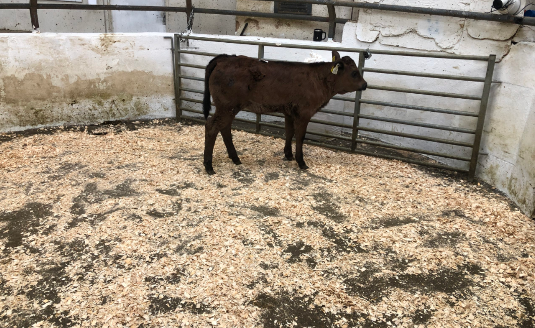 Calf trade: 1,100 calves meet rising trade at Gortatlea Monday sale