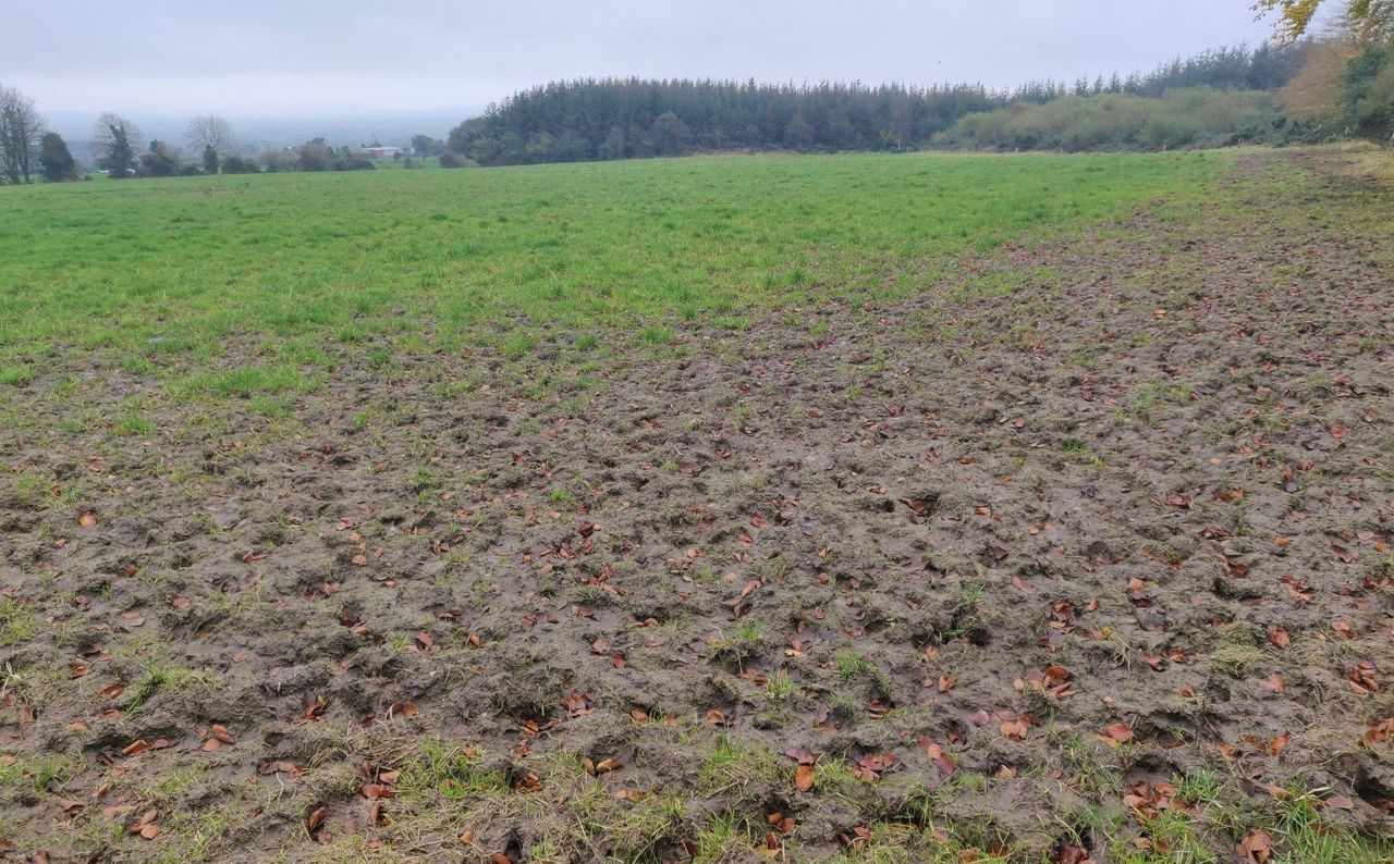 Grass growth: Could be time to pull the plug
