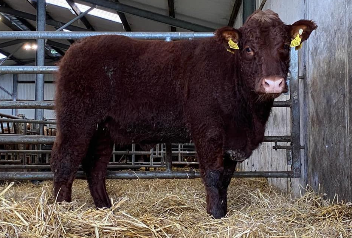 'Red hot trade' for breeding heifers at Salers annual sale