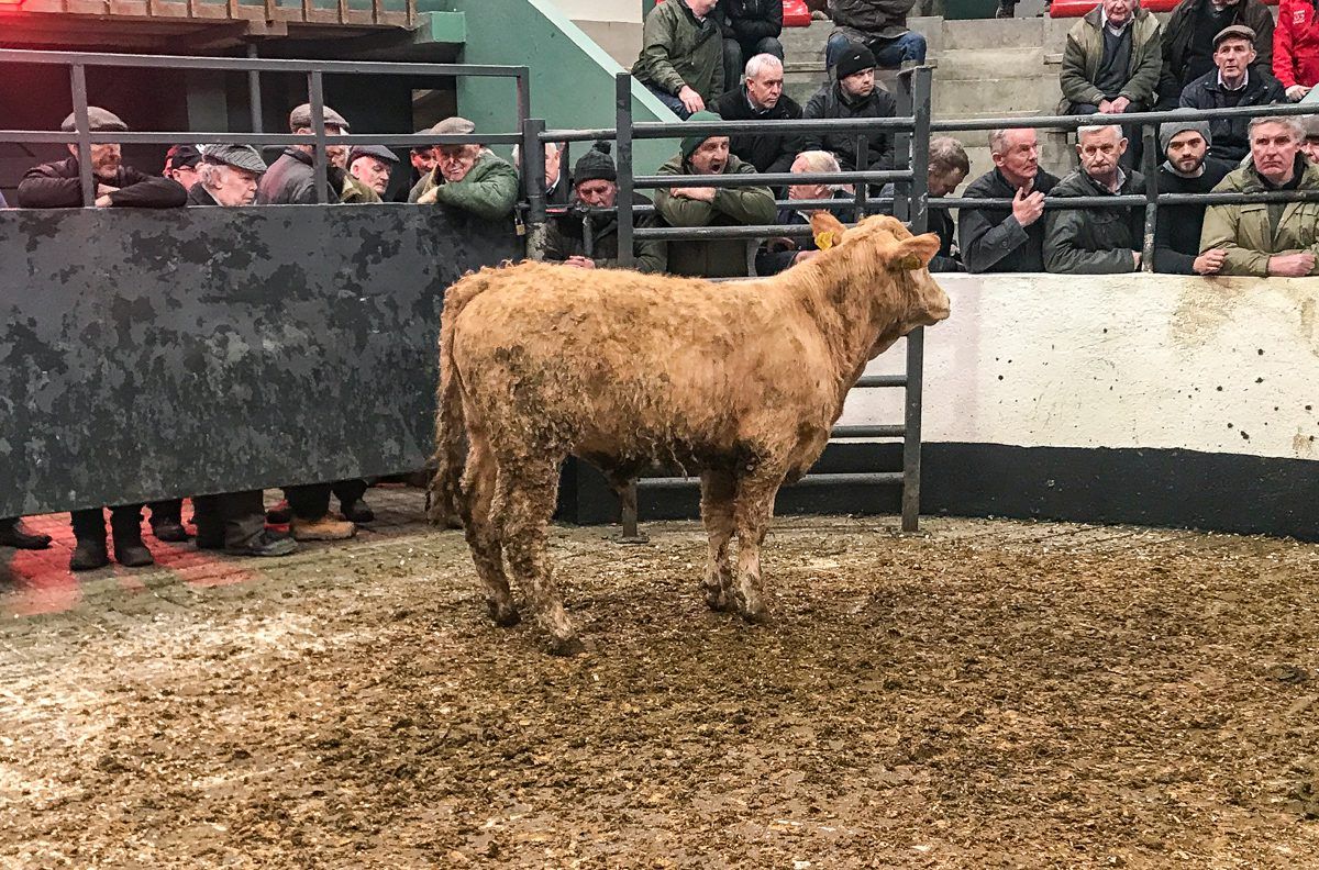 Pics and prices: Quality weanlings hit in excess of €3/kg at Ballymahon Mart