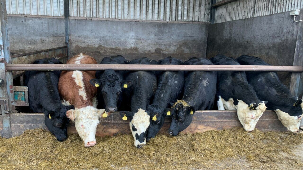 Factory quotes: Processors move to tighten cattle trade