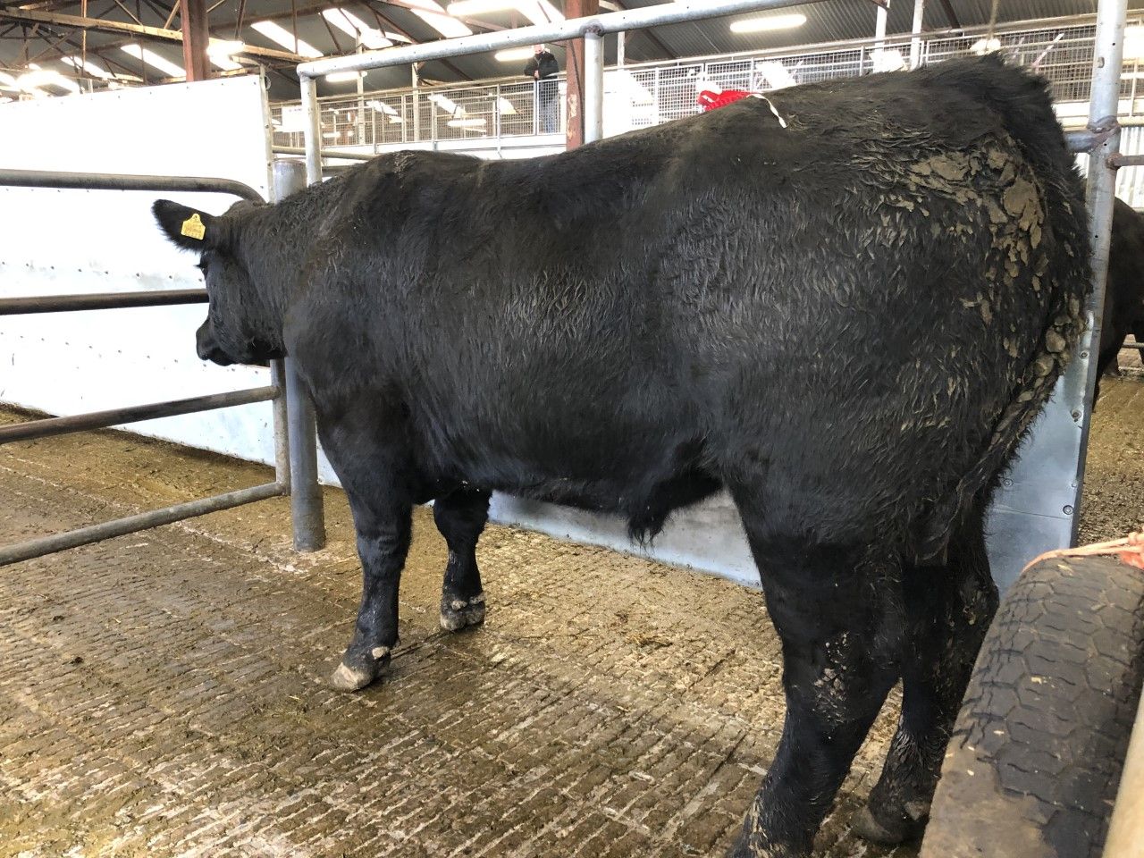 Boom time for Angus cattle as mart prices surpass €5/kg deadweight