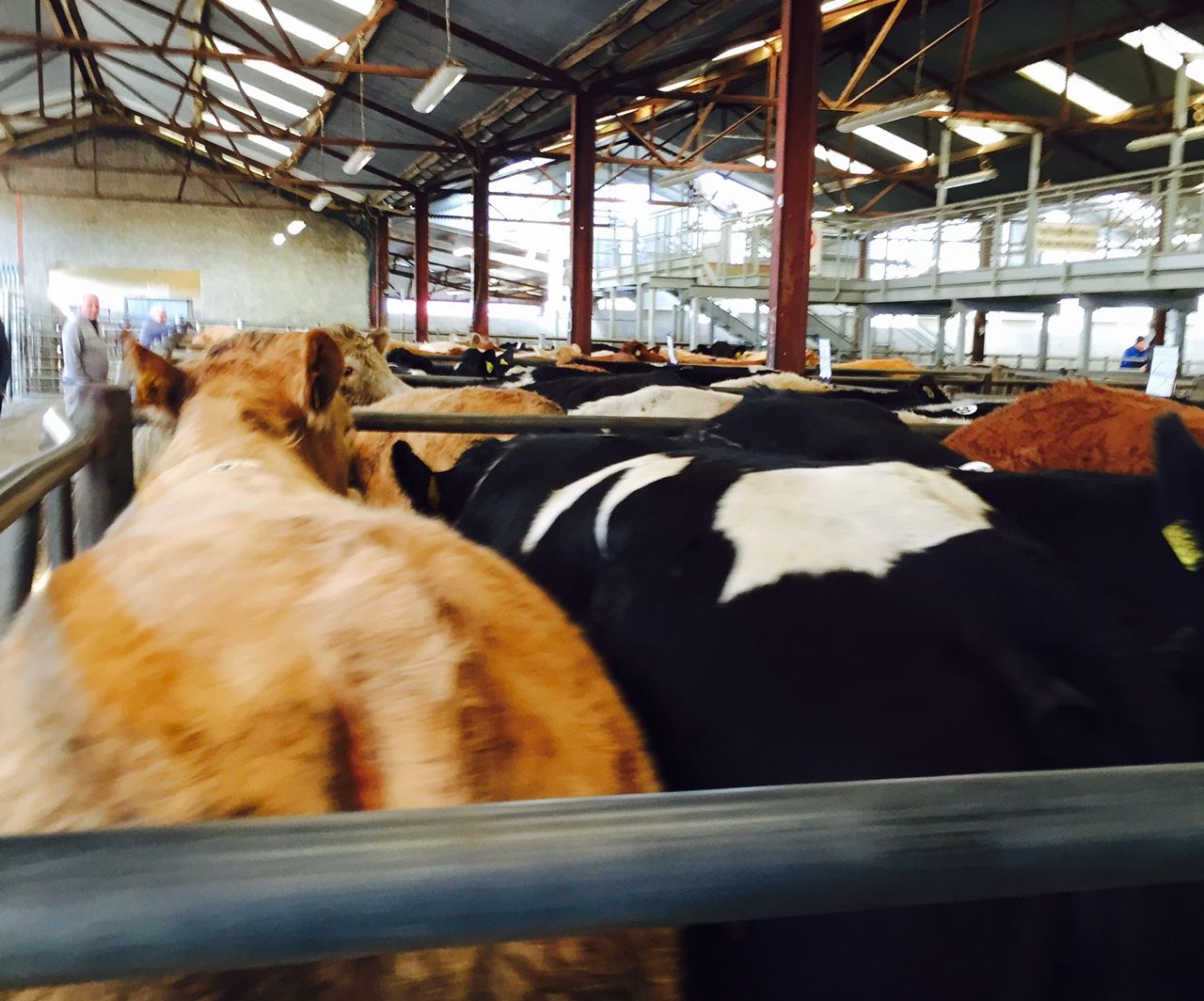 Why are cattle supplies not falling as fast as forecast?