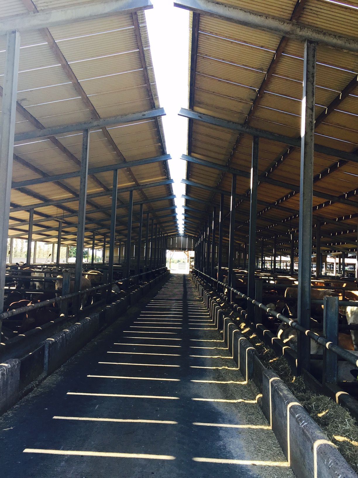 Video: Inside Kepak's feedlot finishing 3,500 cattle a year