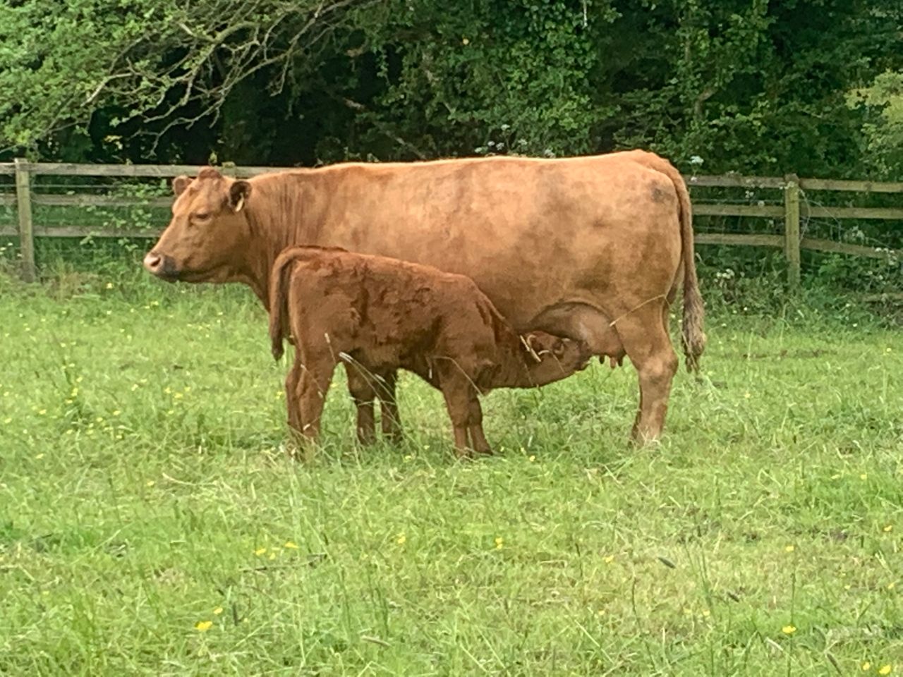 Improving reproductive efficiency in suckler herds