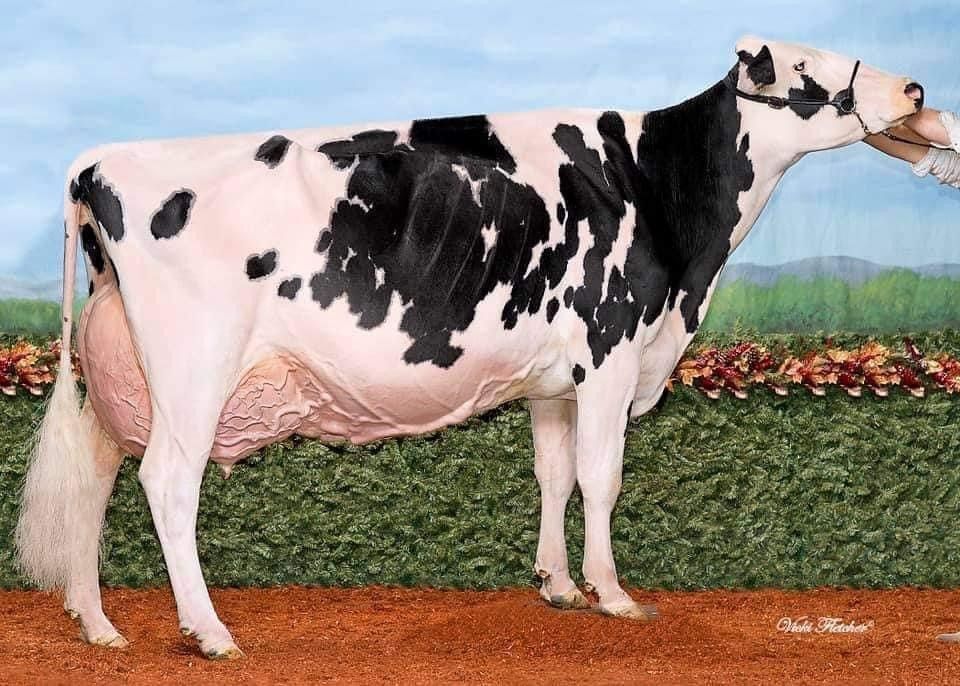 Irish breeders achieve 12,000gns at Black and White sale
