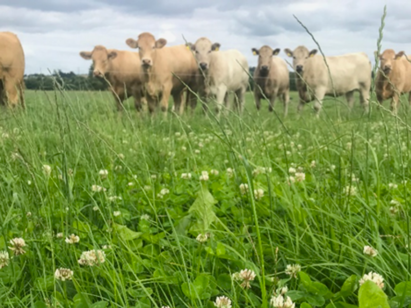 A post-emergent spray should be targeted approximately six to eight weeks after reseeding 