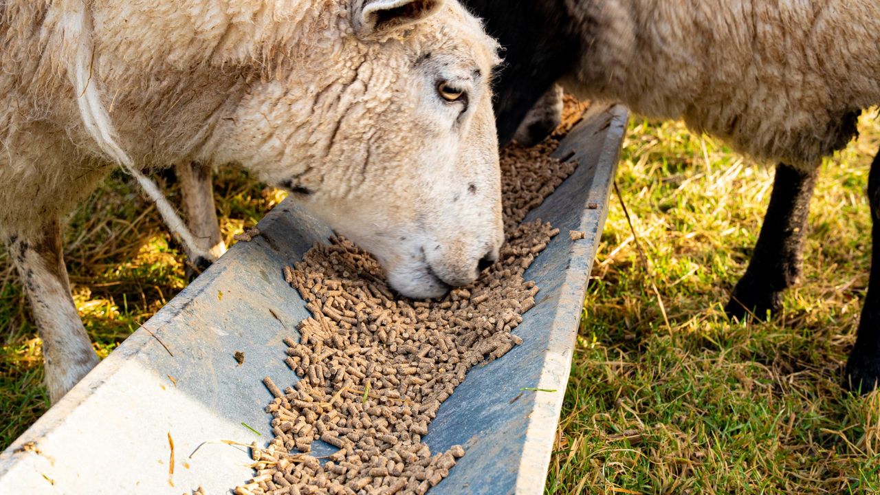 Finishing lambs during tough weather conditions
