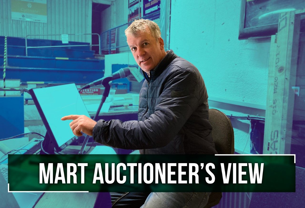 'Super trade for hoggets, with prices well up on last week'