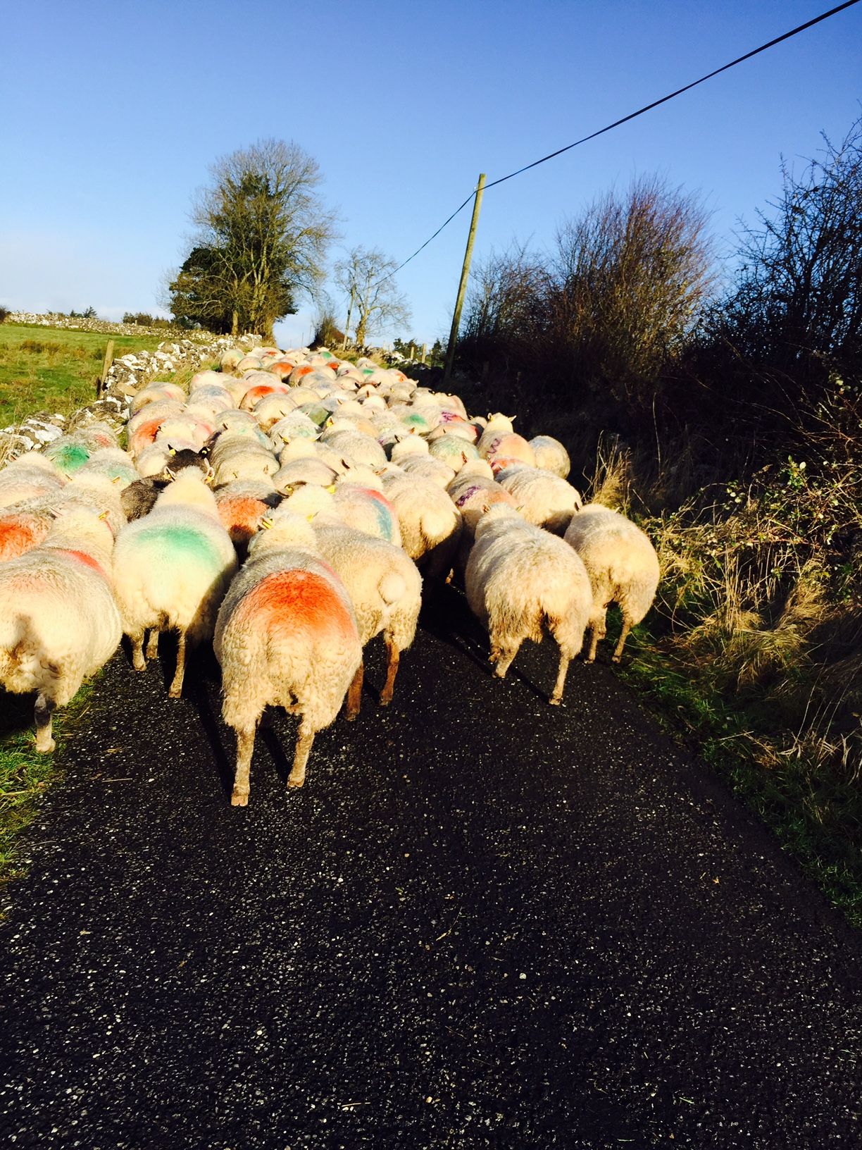 Cold, windy and wet week ahead, says Met Eireann