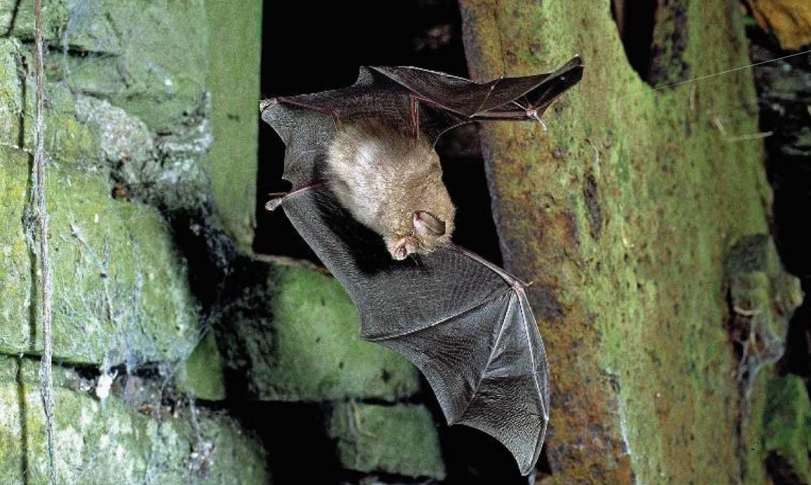 Plan published to protect Ireland's unique lesser horseshoe bats
