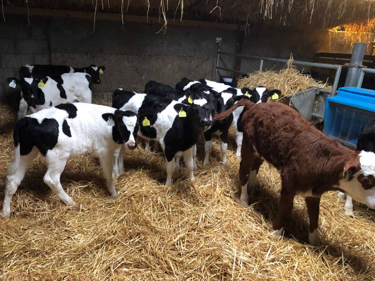 One bag of milk replacer per calf is not enough - Volac