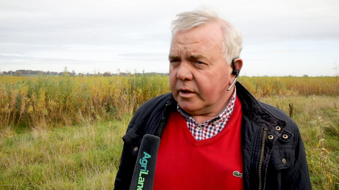 'Willow incentives must mirror forestry sector'