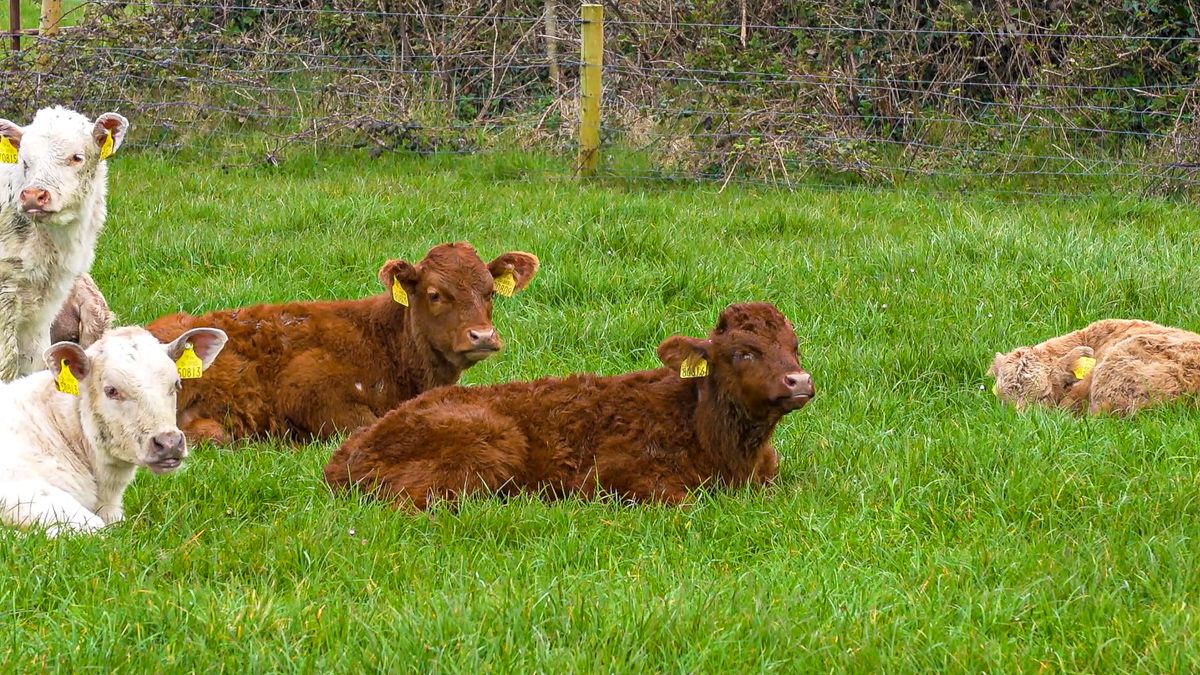 Opinion: CAP discriminates against Ireland’s grassland heritage