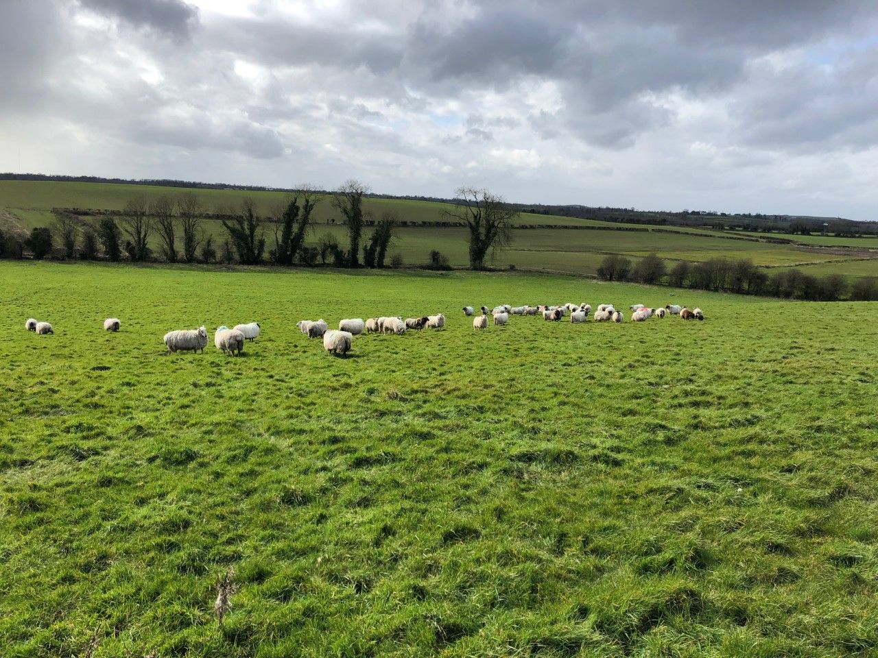 Map: How many sheep were there in Ireland in 2019?