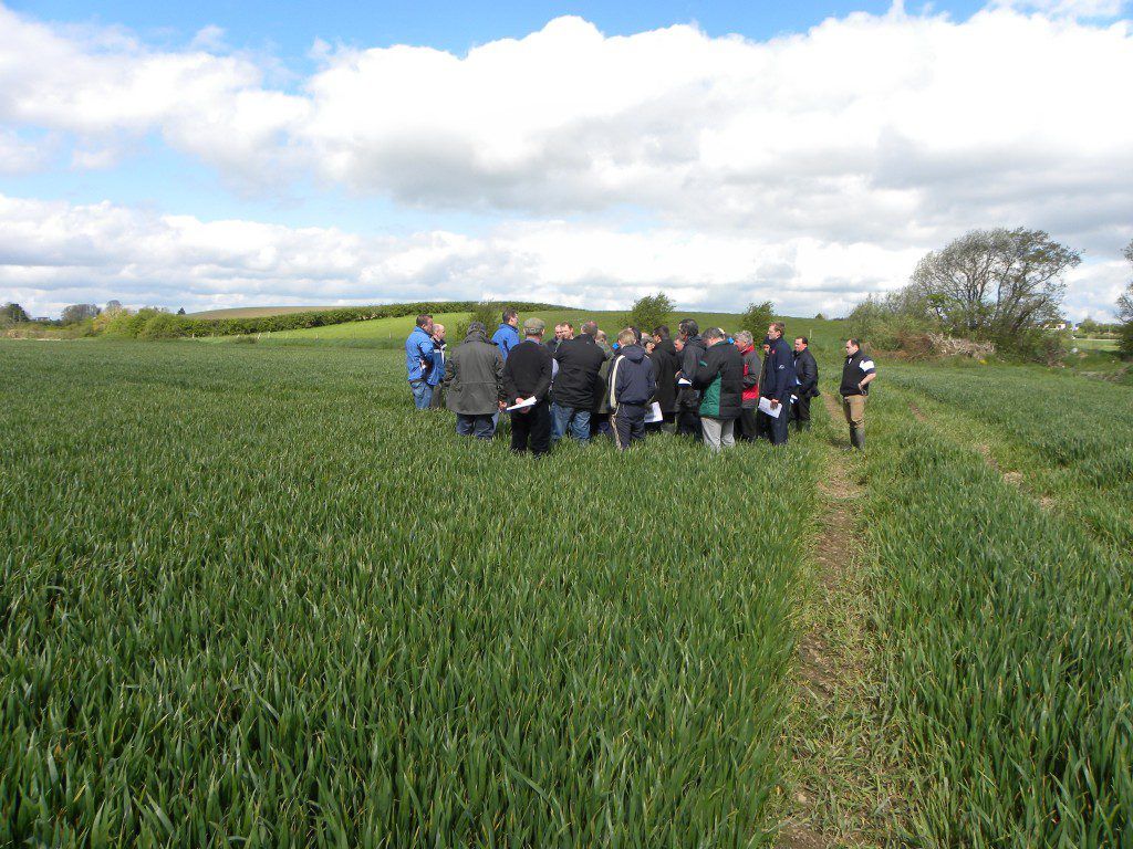 Irish Malt Growers expands to represent all tillage farmers