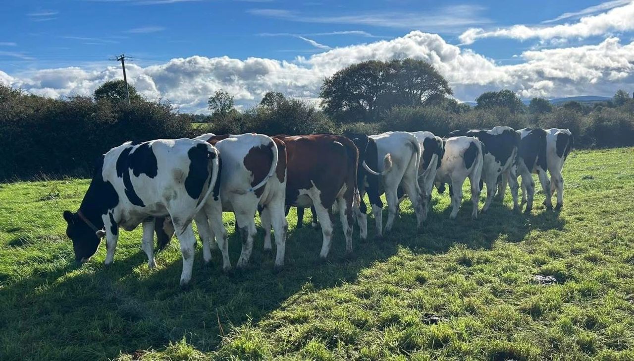 Cahirmee online sale sees top price of €3,650