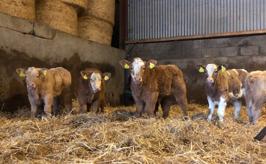 Beef Focus: 'If a cow is producing quality calves, she has enough of stars for me'