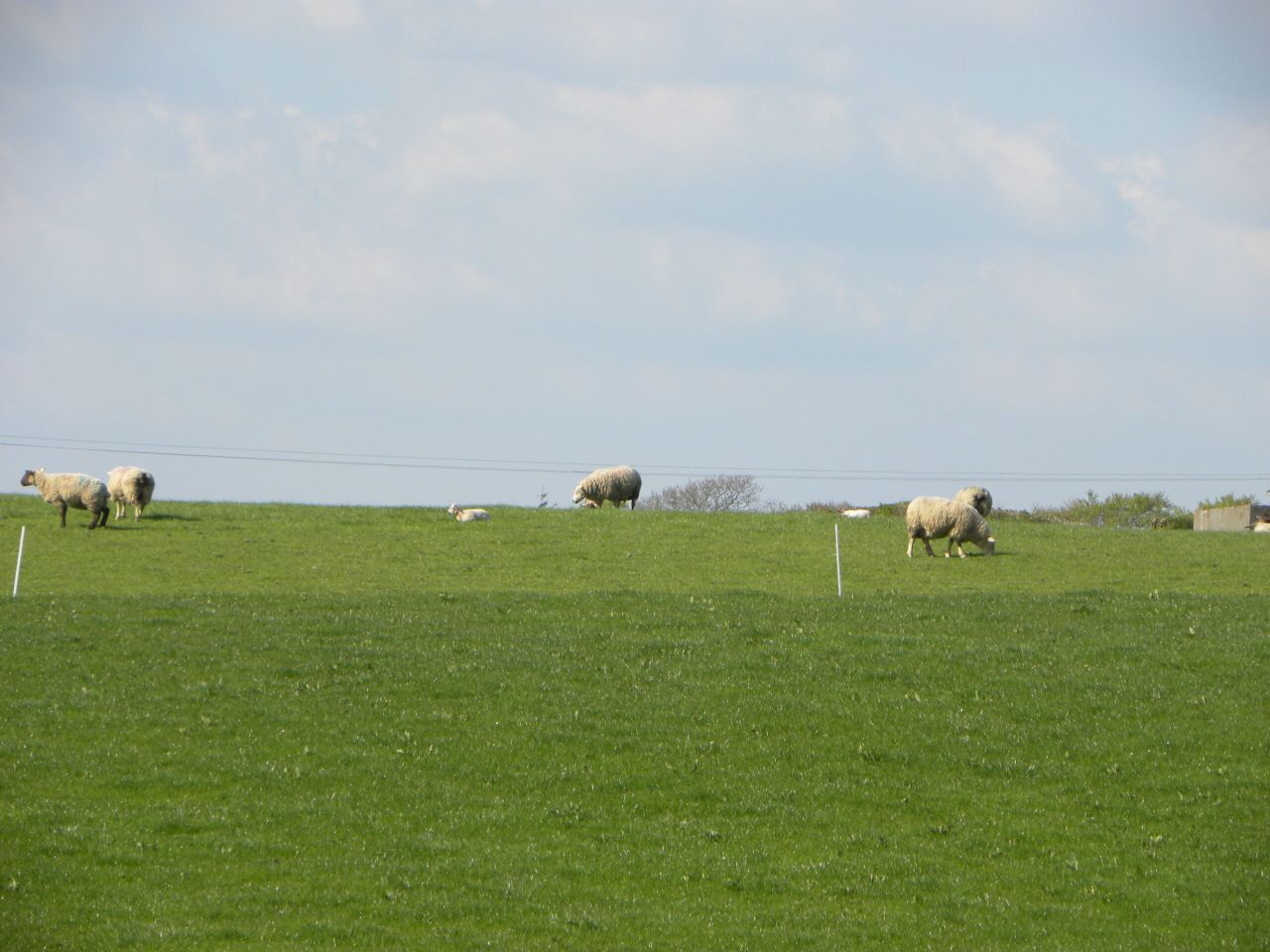 Bluetongue 'a disease we're going to have to learn to live with' - DAFM