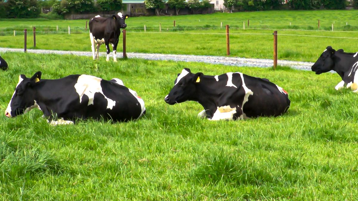 Irish dairy industry 'fully committed' to low-carbon future