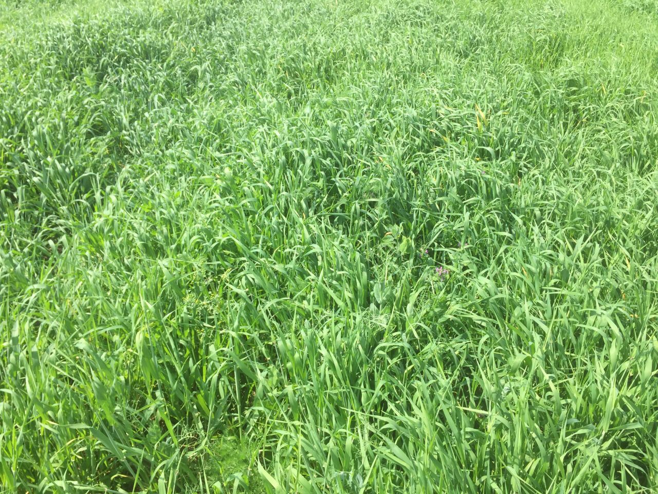 High levels of mildew reported in some winter cereals