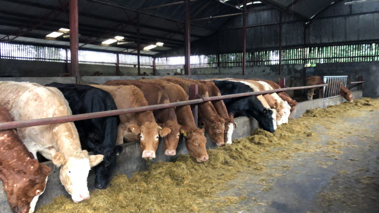 Factory quotes: 2024 begins on positive note for beef price