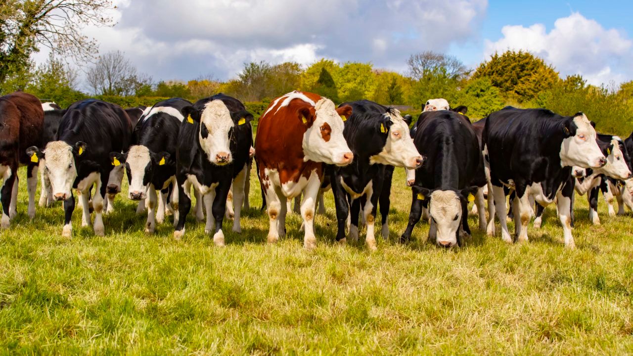 Boost in payment rates for Kepak/Tirlán Twenty20 Beef Club