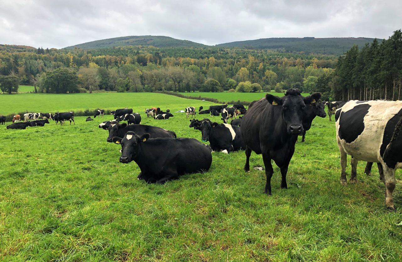 Where are our post-quota 190,015 extra dairy cows?