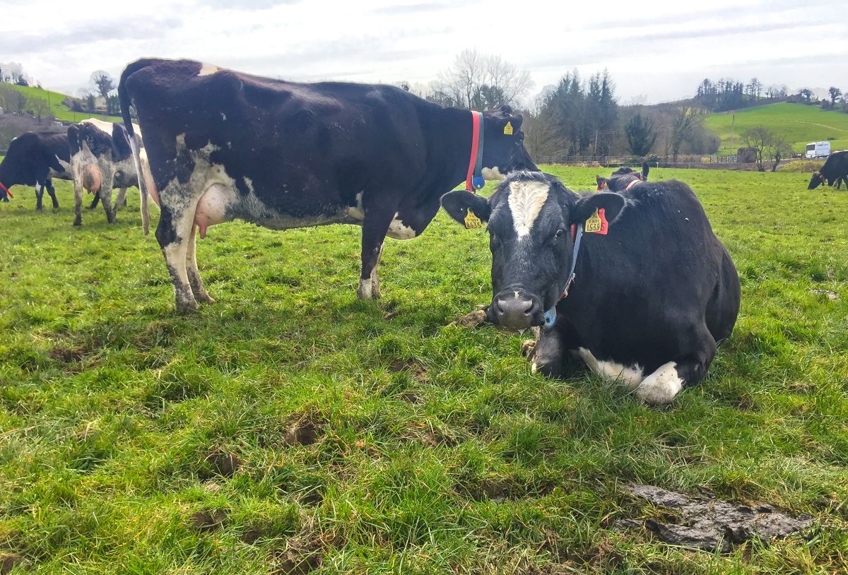 Dairy focus: What's been achieved in 14 years at Ballyhaise?